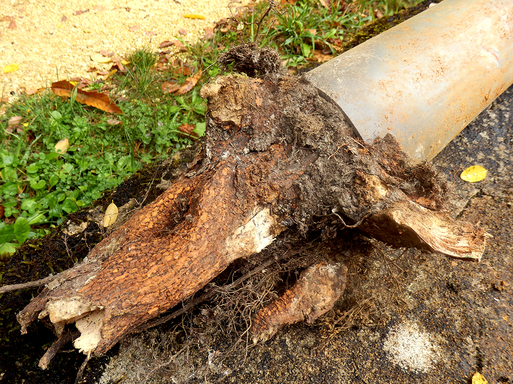 Tree roots damaging pipes sewer and plumbing